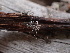  ( - HAY-F-003788)  @11 [ ] by-nc (2023) Grace Stark Fungal Diversity Survey