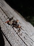  ( - HAY-F-005148)  @11 [ ] by-nc (2023) Sadie Hickey Fungal Diversity Survey