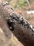  (Mytilinidiaceae - HAY-F-005186)  @11 [ ] c (2023) Rudy Diaz Fungal Diversity Survey