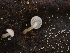  ( - HAY-F-003872)  @11 [ ] by-nc (2023) Grace Stark Fungal Diversity Survey