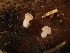  ( - HAY-F-003872)  @11 [ ] by-nc (2023) Grace Stark Fungal Diversity Survey