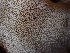  ( - HAY-F-003922)  @11 [ ] by-nc (2023) Grace Stark Fungal Diversity Survey