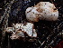  ( - HAY-F-003922)  @11 [ ] by-nc (2023) Grace Stark Fungal Diversity Survey