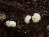  ( - HAY-F-003924)  @11 [ ] by-nc (2023) Grace Stark Fungal Diversity Survey