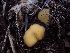  ( - HAY-F-003911)  @11 [ ] by-nc (2023) Grace Stark Fungal Diversity Survey