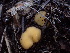 (Chaetothiersia - HAY-F-003911)  @11 [ ] by-nc (2023) Grace Stark Fungal Diversity Survey