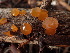  (Guepiniopsis - HAY-F-003860)  @11 [ ] by-nc (2023) Grace Stark Fungal Diversity Survey