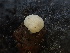  ( - HAY-F-003774)  @11 [ ] by-nc (2023) Grace Stark Fungal Diversity Survey