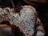  ( - HAY-F-003922)  @11 [ ] by-nc (2023) Grace Stark Fungal Diversity Survey