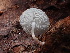  (Collybia bakerensis - HAY-F-003920)  @11 [ ] by-nc (2023) Grace Stark Fungal Diversity Survey