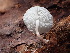  ( - HAY-F-003920)  @11 [ ] by-nc (2023) Grace Stark Fungal Diversity Survey