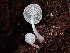  ( - HAY-F-003920)  @11 [ ] by-nc (2023) Grace Stark Fungal Diversity Survey