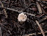  ( - HAY-F-003916)  @11 [ ] by-nc (2023) Grace Stark Fungal Diversity Survey