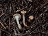  (Aphroditeola - HAY-F-003916)  @11 [ ] by-nc (2023) Grace Stark Fungal Diversity Survey