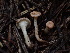  ( - HAY-F-003916)  @11 [ ] by-nc (2023) Grace Stark Fungal Diversity Survey