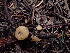  ( - HAY-F-003878)  @11 [ ] by-nc (2023) Grace Stark Fungal Diversity Survey