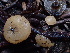  ( - HAY-F-003878)  @11 [ ] by-nc (2023) Grace Stark Fungal Diversity Survey