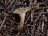  (Picipes tubaeformis - HAY-F-003917)  @11 [ ] by-nc (2023) Grace Stark Fungal Diversity Survey
