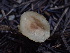  ( - HAY-F-003917)  @11 [ ] by-nc (2023) Grace Stark Fungal Diversity Survey