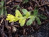 ( - HAY-F-003814)  @11 [ ] by-nc (2023) Grace Stark Fungal Diversity Survey