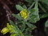  ( - HAY-F-003814)  @11 [ ] by-nc (2023) Grace Stark Fungal Diversity Survey