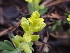  ( - HAY-F-003814)  @11 [ ] by-nc (2023) Grace Stark Fungal Diversity Survey