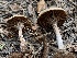  ( - HAY-F-003868)  @11 [ ] by-nc (2023) Grace Stark Fungal Diversity Survey