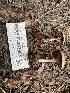  ( - HAY-F-003868)  @11 [ ] by-nc (2023) Grace Stark Fungal Diversity Survey