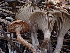 ( - HAY-F-003794)  @11 [ ] by-nc (2023) Grace Stark Fungal Diversity Survey