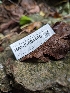  ( - HAY-F-004486)  @11 [ ] by-nc (2023) Stu Pickell Fungal Diversity Survey