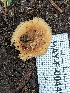  (Polyporus - HAY-F-004490)  @11 [ ] by-nc (2023) Stu Pickell Fungal Diversity Survey