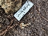  (Limacella delicata - HAY-F-004495)  @11 [ ] by-nc (2023) Stu Pickell Fungal Diversity Survey