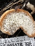  ( - HAY-F-005178)  @11 [ ] c (2023) Rudy Diaz Fungal Diversity Survey