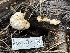  ( - HAY-F-005178)  @11 [ ] c (2023) Rudy Diaz Fungal Diversity Survey