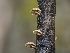  (Pleuroflammula - HAY-F-004482)  @11 [ ] by-nc (2023) Stu Pickell Fungal Diversity Survey
