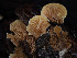  ( - HAY-F-004491)  @11 [ ] by-nc (2023) Stu Pickell Fungal Diversity Survey