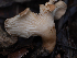  (Infundibulicybe - HAY-F-004498)  @11 [ ] by-nc (2023) Stu Pickell Fungal Diversity Survey