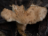  ( - HAY-F-004498)  @11 [ ] by-nc (2023) Stu Pickell Fungal Diversity Survey