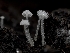  ( - HAY-F-004489)  @11 [ ] by-nc (2023) Stu Pickell Fungal Diversity Survey