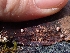  ( - HAY-F-003626)  @11 [ ] by-nc (2023) Sadie Hickey Fungal Diversity Survey