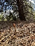  (Galeropsis polytrichoides - HAY-F-005182)  @11 [ ] c (2023) Rudy Diaz Fungal Diversity Survey