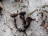  ( - HAY-F-003631)  @11 [ ] by-nc (2023) Sadie Hickey Fungal Diversity Survey