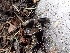  ( - HAY-F-003631)  @11 [ ] by-nc (2023) Sadie Hickey Fungal Diversity Survey