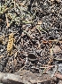  ( - HAY-F-003631)  @11 [ ] by-nc (2023) Sadie Hickey Fungal Diversity Survey