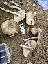  ( - HAY-F-001699)  @11 [ ] by-nc (2023) Bat Vardeh Fungal Diversity Survey