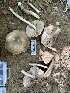  ( - HAY-F-001699)  @11 [ ] by-nc (2023) Bat Vardeh Fungal Diversity Survey