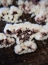  ( - HAY-F-003633)  @11 [ ] by-nc (2023) Sadie Hickey Fungal Diversity Survey