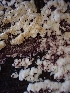  (Trichaptum sp. abietinum-CA01 - HAY-F-003633)  @11 [ ] by-nc (2023) Sadie Hickey Fungal Diversity Survey