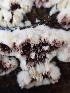  ( - HAY-F-003633)  @11 [ ] by-nc (2023) Sadie Hickey Fungal Diversity Survey