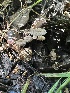  ( - HAY-F-002736)  @11 [ ] c (2023) Rudy Diaz Fungal Diversity Survey